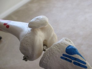 Knee Joint